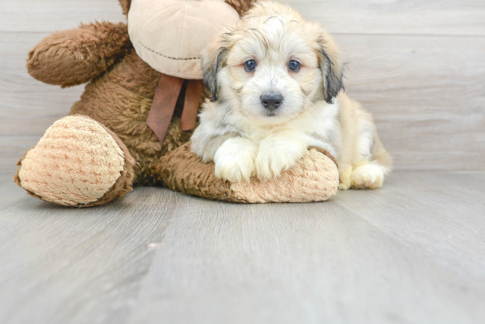 Fluffy Aussiechon Designer Pup