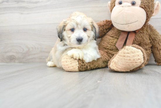 Aussiechon Puppy for Adoption