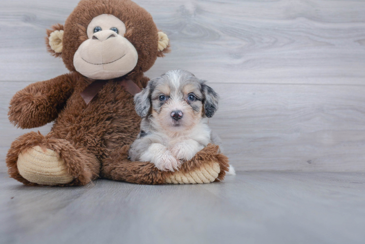 Fluffy Aussiechon Designer Pup