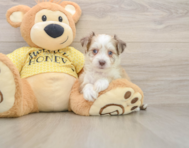 7 week old Aussiechon Puppy For Sale - Premier Pups