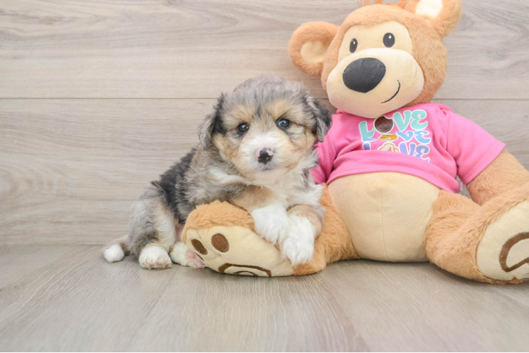Best Aussiechon Baby