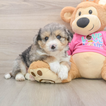 Best Aussiechon Baby