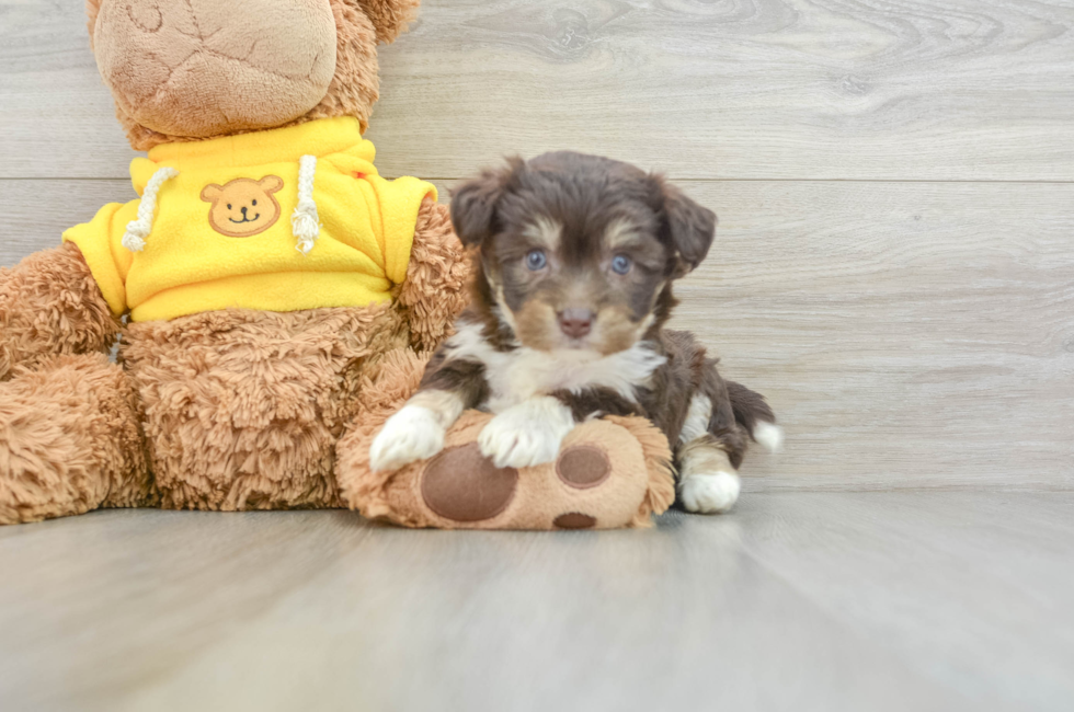 5 week old Aussiechon Puppy For Sale - Premier Pups