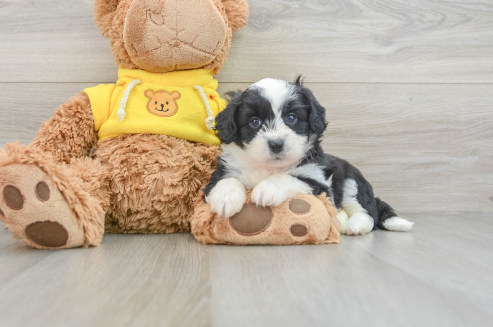 6 week old Aussiechon Puppy For Sale - Premier Pups