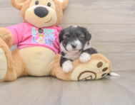 5 week old Aussiechon Puppy For Sale - Premier Pups