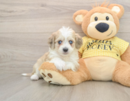 8 week old Aussiechon Puppy For Sale - Premier Pups