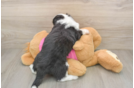 Happy Aussiechon Baby