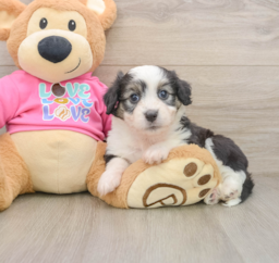 6 week old Aussiechon Puppy For Sale - Premier Pups
