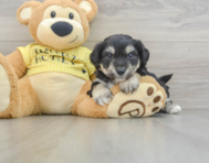 7 week old Aussiechon Puppy For Sale - Premier Pups