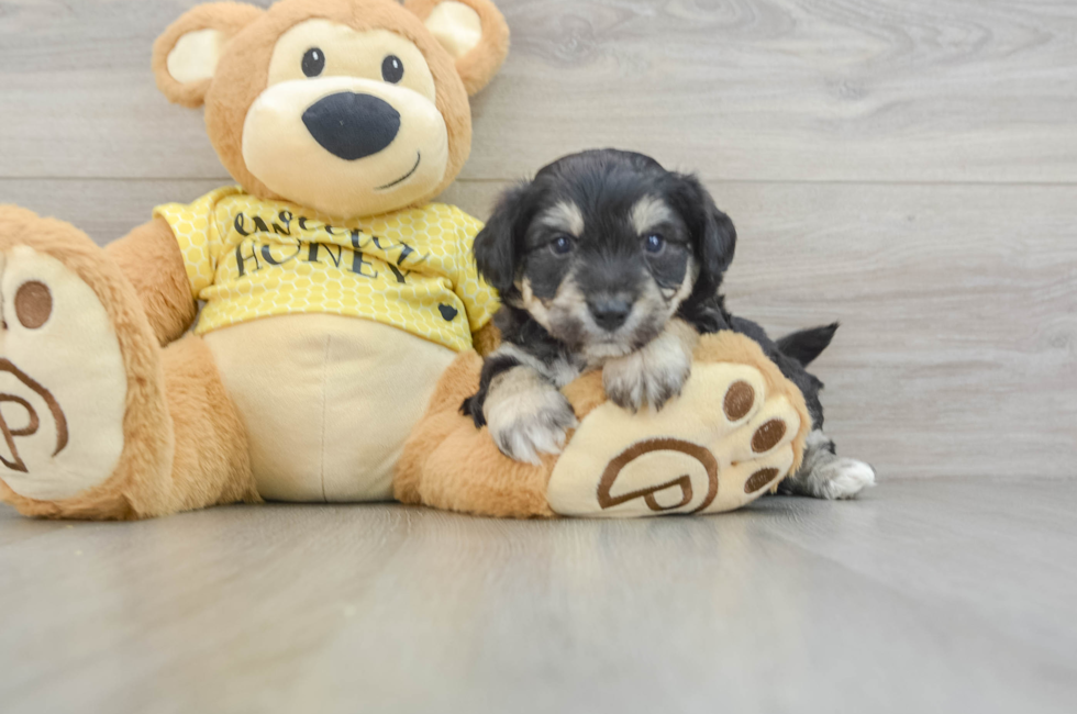 5 week old Aussiechon Puppy For Sale - Premier Pups