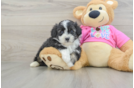 Best Aussiechon Baby