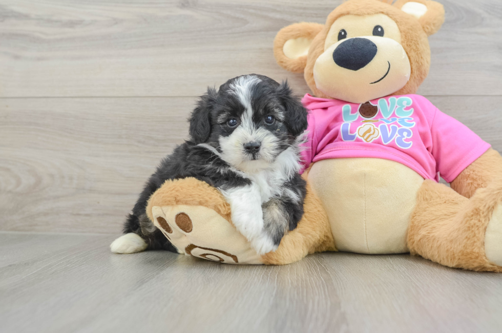 5 week old Aussiechon Puppy For Sale - Premier Pups