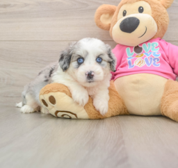 5 week old Aussiechon Puppy For Sale - Premier Pups