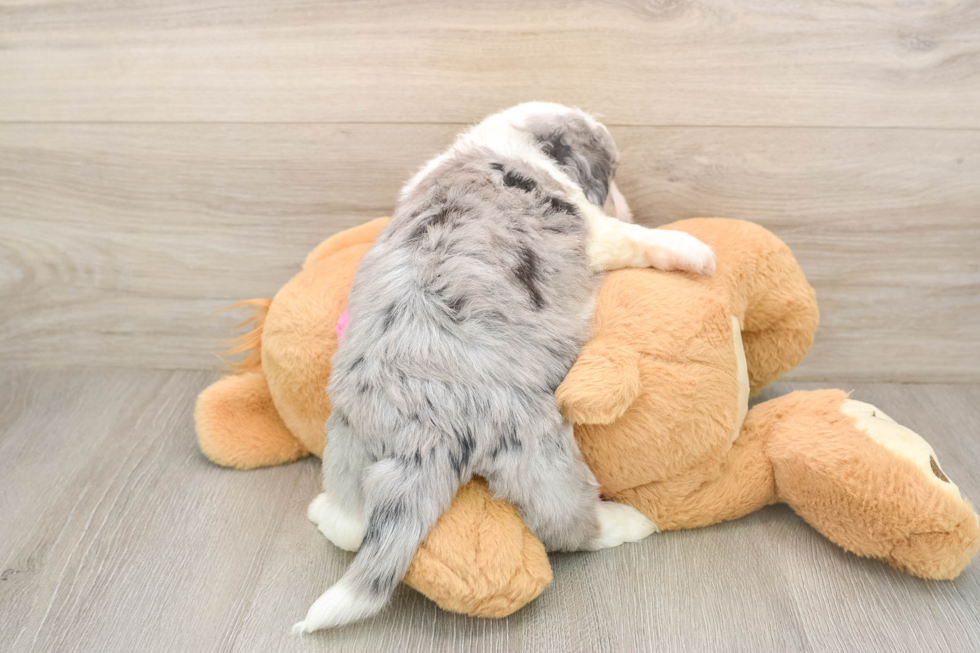 Smart Aussiechon Designer Pup