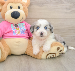 5 week old Aussiechon Puppy For Sale - Premier Pups