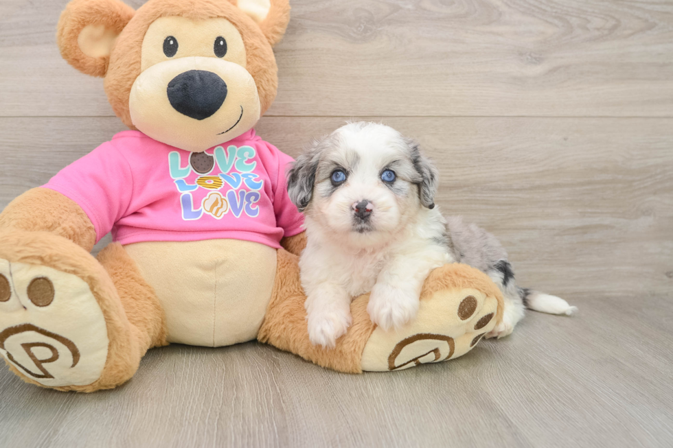 Smart Aussiechon Designer Pup