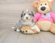 7 week old Aussiechon Puppy For Sale - Premier Pups