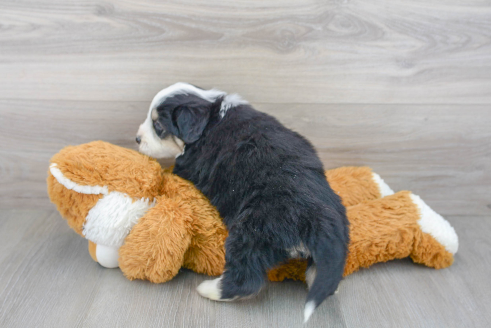 Funny Aussiechon Designer Pup