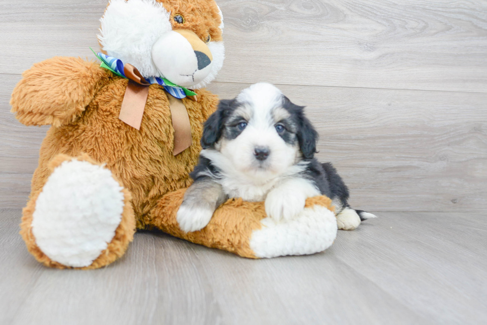 Hypoallergenic Australian Designer Puppy