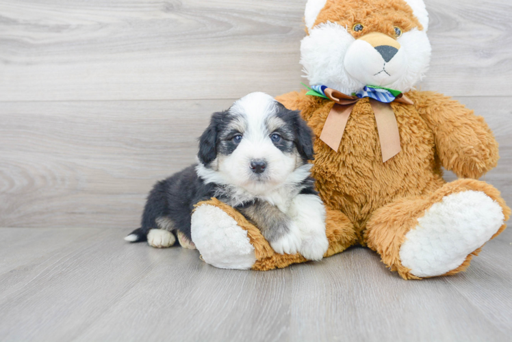 Aussiechon Pup Being Cute