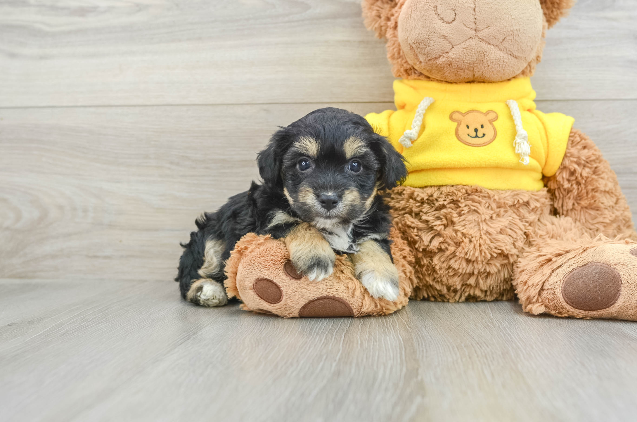 Aussiechon Puppies for Sale Exclusive Designer Puppies