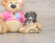 5 week old Aussiechon Puppy For Sale - Premier Pups