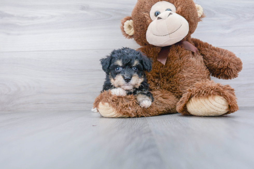 Hypoallergenic Australian Designer Puppy