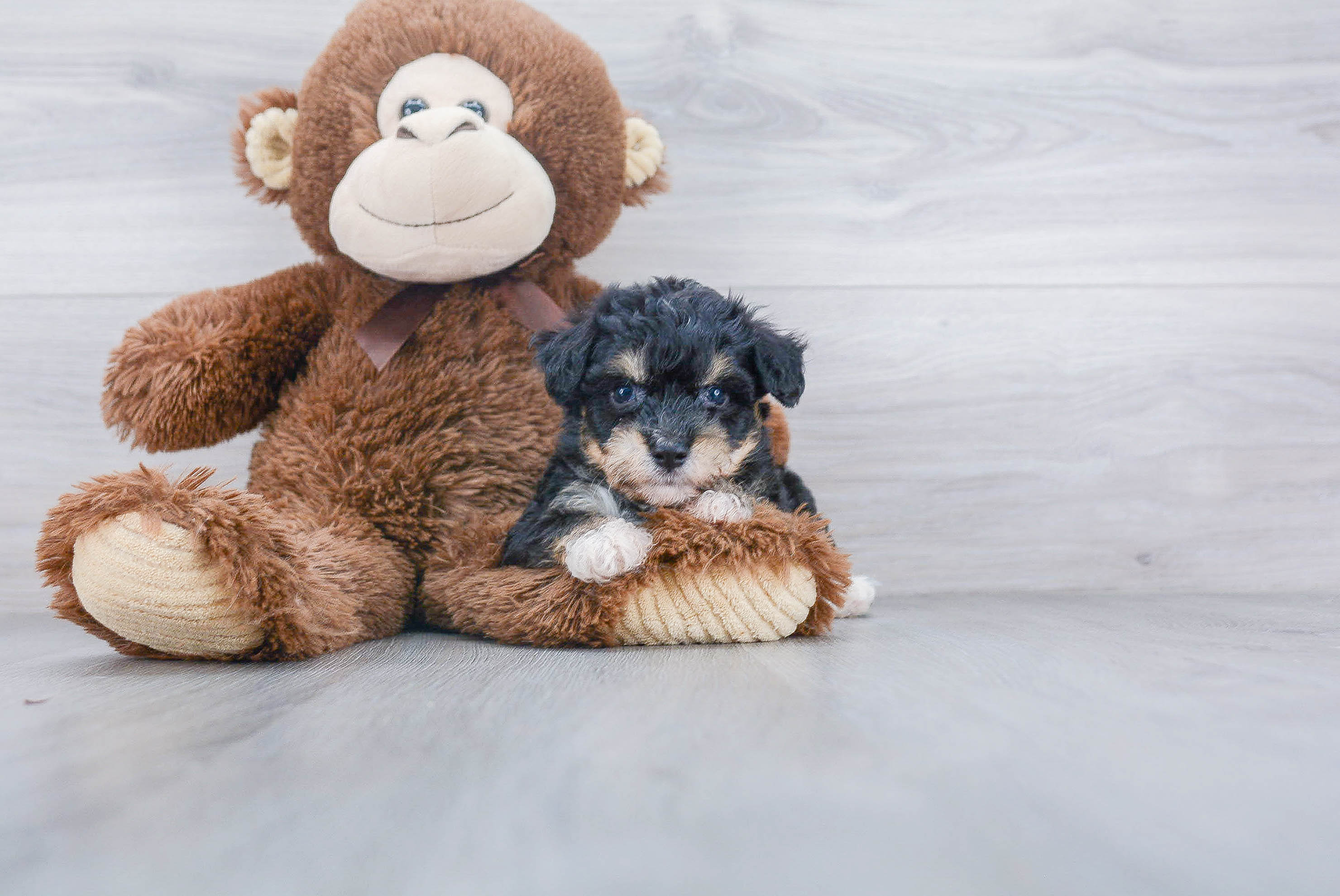 Petite Aussiechon Designer Pup