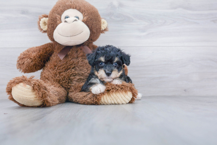 Petite Aussiechon Designer Pup