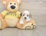 8 week old Aussiechon Puppy For Sale - Premier Pups