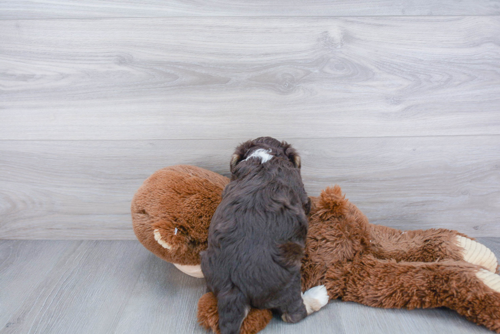 Fluffy Aussiechon Designer Pup