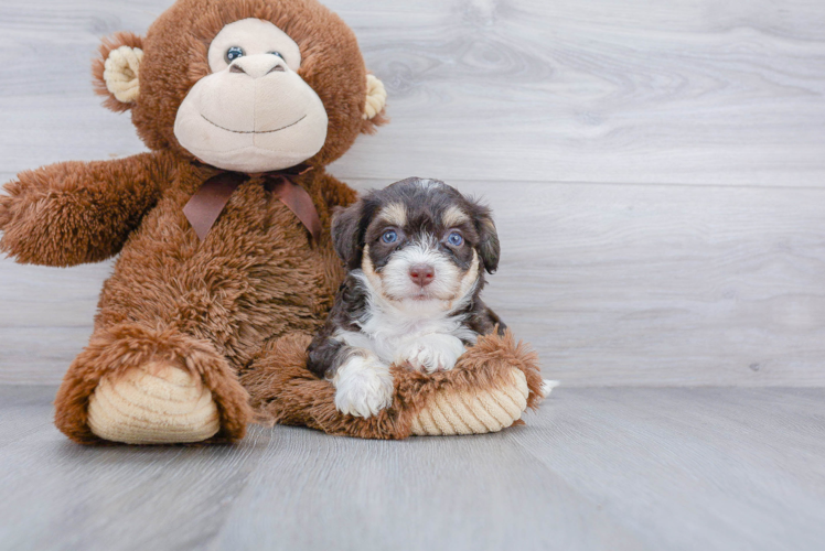 Fluffy Aussiechon Designer Pup