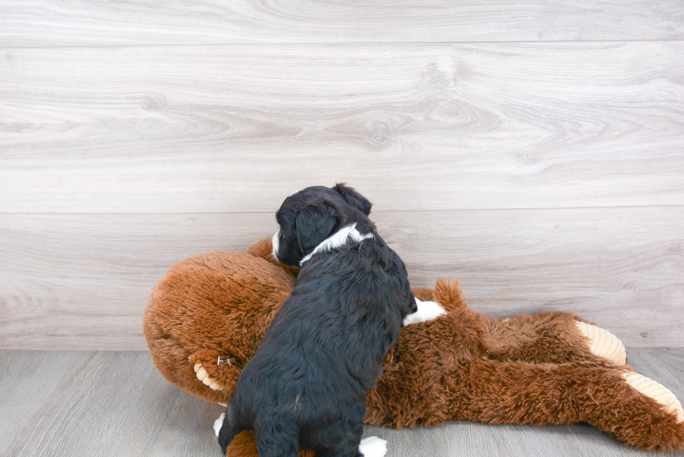 Playful Australian Designer Puppy