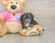 5 week old Aussiechon Puppy For Sale - Premier Pups