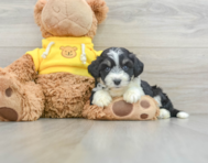 6 week old Aussiechon Puppy For Sale - Premier Pups