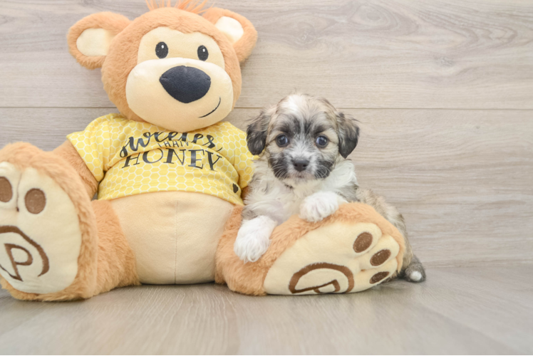 Energetic Aussie Bichon Designer Puppy