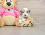 5 week old Aussiechon Puppy For Sale - Premier Pups