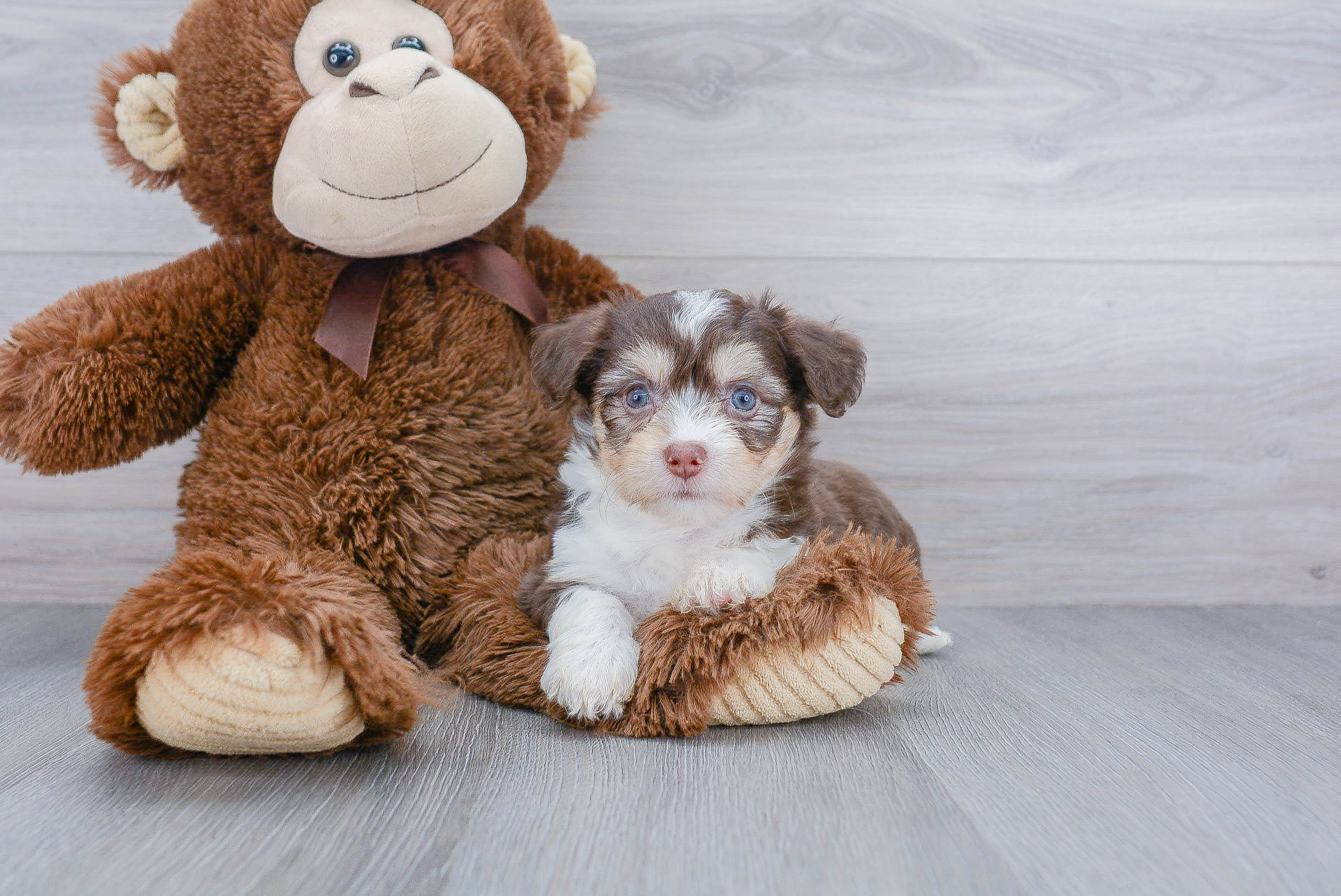 Smart Aussiechon Designer Pup