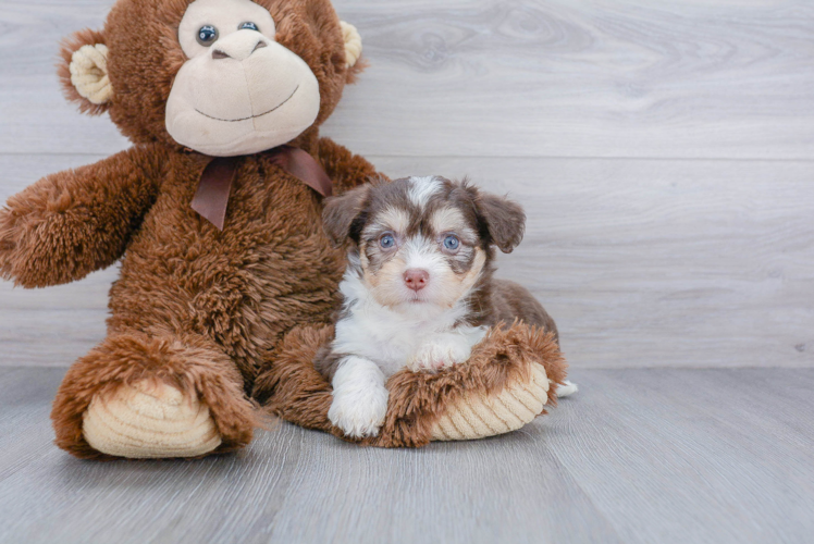 Smart Aussiechon Designer Pup