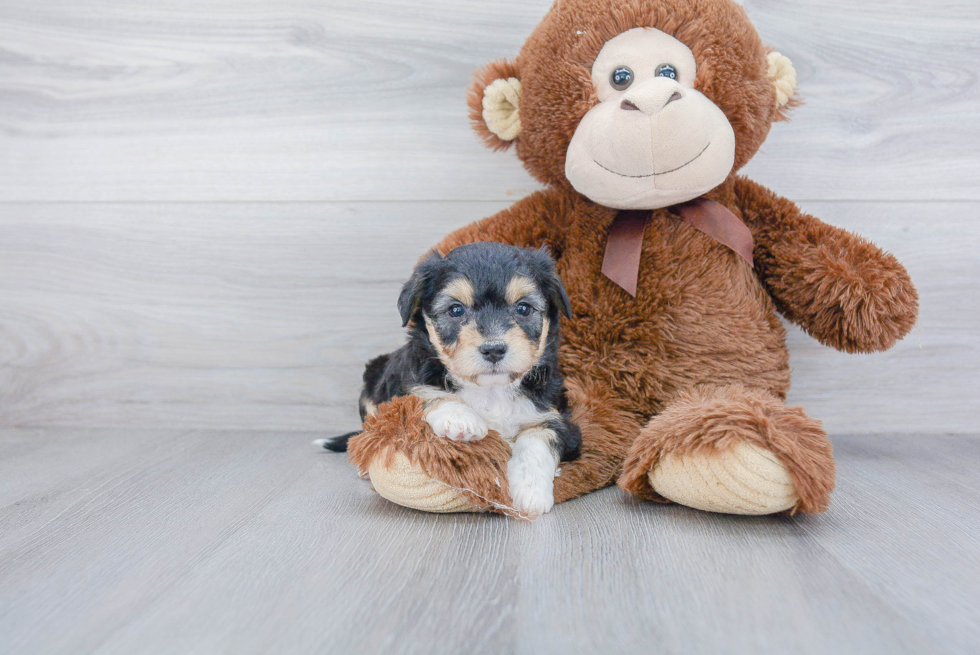 Popular Aussiechon Designer Pup