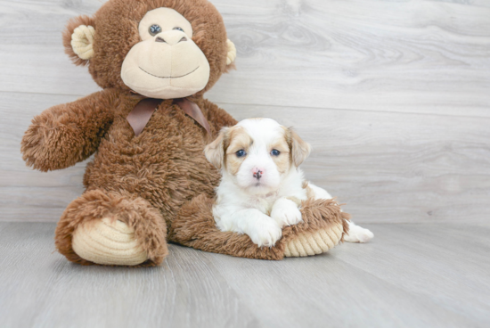 Aussiechon Puppy for Adoption