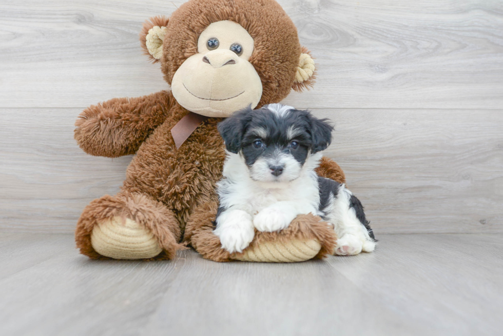 Popular Aussiechon Designer Pup