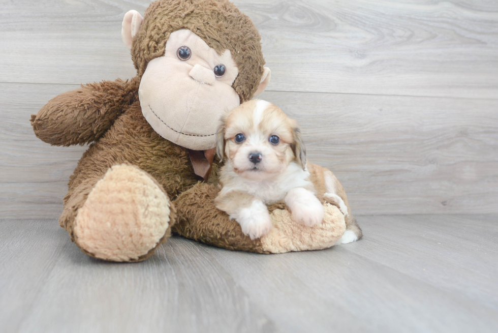 Cute Aussiechon Designer Pup