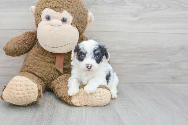 Fluffy Aussiechon Designer Pup