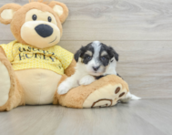 7 week old Aussiechon Puppy For Sale - Premier Pups