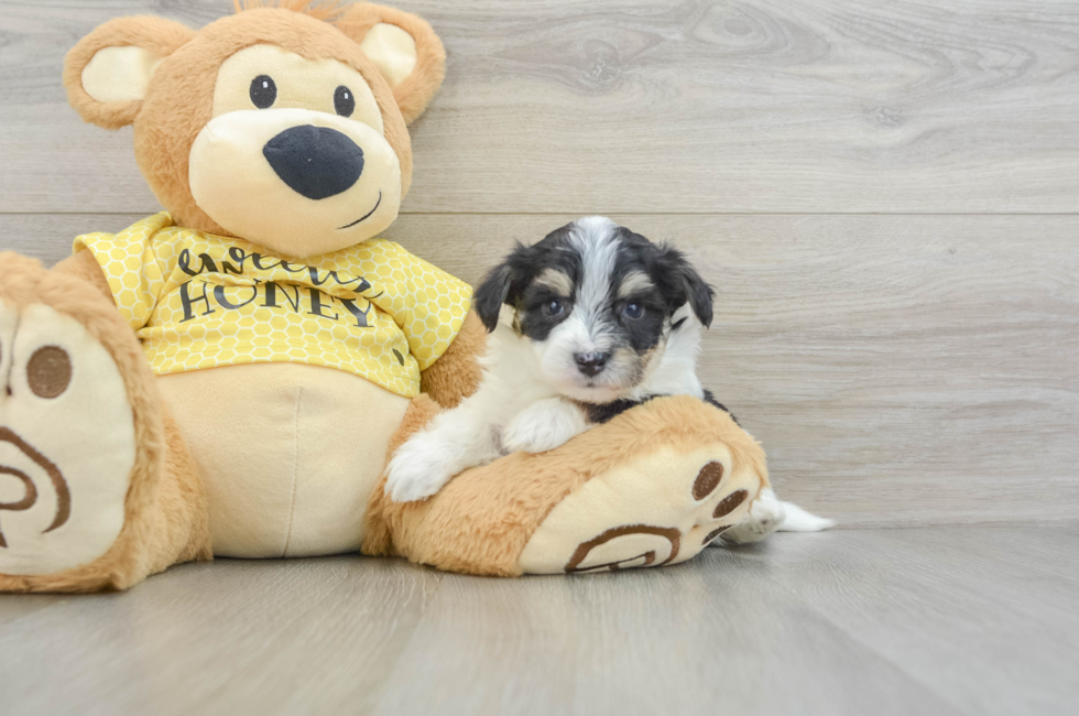 5 week old Aussiechon Puppy For Sale - Premier Pups