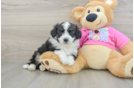 Aussiechon Puppy for Adoption