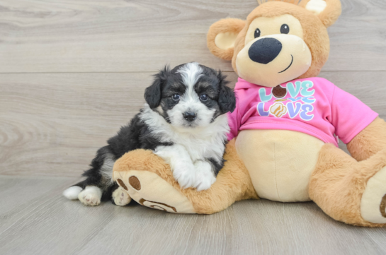 Aussiechon Puppy for Adoption
