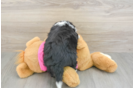 Aussiechon Puppy for Adoption
