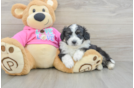Fluffy Aussiechon Designer Pup